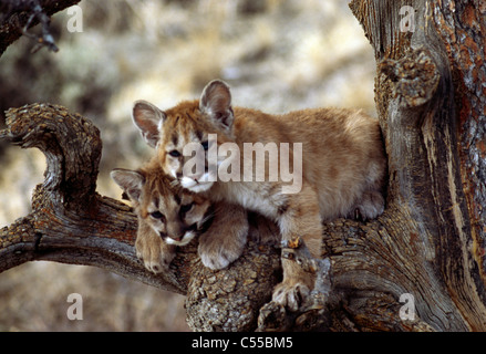 Zwei Cougar Cubs (Puma Concolor) ruhen im Baum Stockfoto