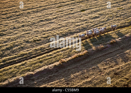 Die Niederlande, Nijmegen, Schafe in frostigen Grünland. Stockfoto