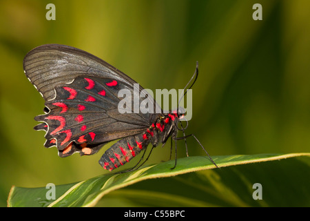 Rosa gefleckten Cattleheart (Parides Photinus) Schmetterling auf einem Blatt Stockfoto