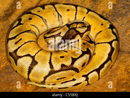 Nahaufnahme von einem Königspython (Python Regius) Stockfoto