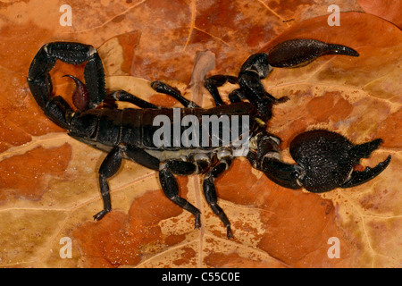 Kaiser-Skorpion (Pandinus Imperator) auf einem Blatt Stockfoto