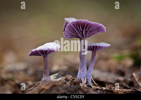 Die Niederlande Winterswijk, Lacktrichterling Amethystea, Amethyst Betrüger. Stockfoto