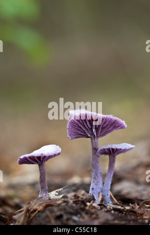 Die Niederlande Winterswijk, Lacktrichterling Amethystea, Amethyst Betrüger. Stockfoto