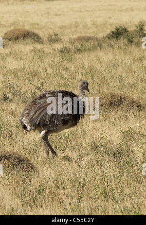 Rhea in Patagonien, Chile Stockfoto