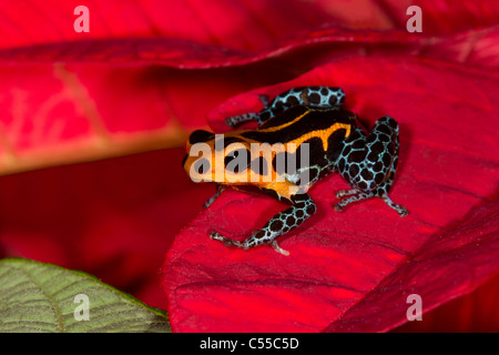 Nahaufnahme von einem Nachahmer Poison-Dart Frog (Ranitomeya Imitator) auf einer Blume Stockfoto