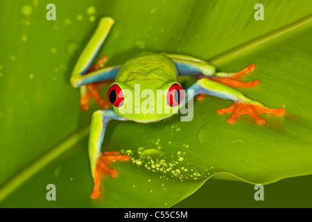 Nahaufnahme der Red-eyed Laubfrosch (Agalychnis Callidryas) auf einem Blatt Stockfoto