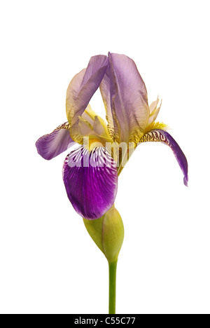 Schwertlilie Freigestellt - isoliert Iris 02 Stockfoto