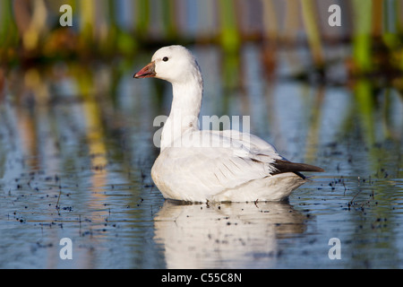 Ross es Gans (Chen Rossii) weißen Erwachsenen Schwimmen im Wasser Stockfoto