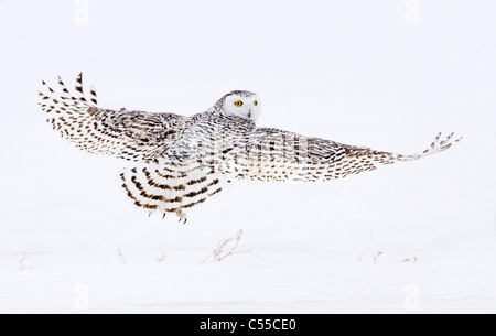 Schnee-Eule (Nyctea Scandiaca) Weibchen im Flug Stockfoto