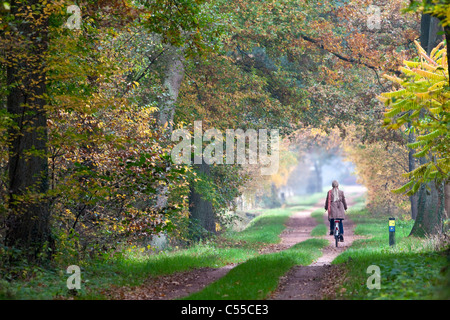 Die Niederlande, Winterswijk, Herbstfärbung, Bäume, Landstraße. Frau, Radfahren. Stockfoto