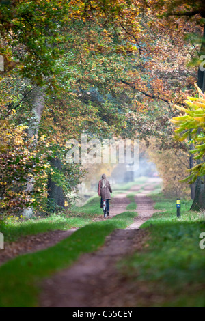 Die Niederlande, Winterswijk, Herbstfärbung, Bäume, Landstraße. Frau, Radfahren. Stockfoto