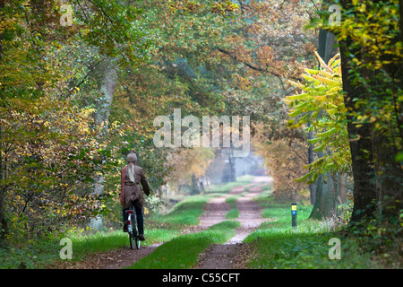 Die Niederlande, Winterswijk, Herbstfärbung, Bäume, Landstraße. Frau, Radfahren. Stockfoto