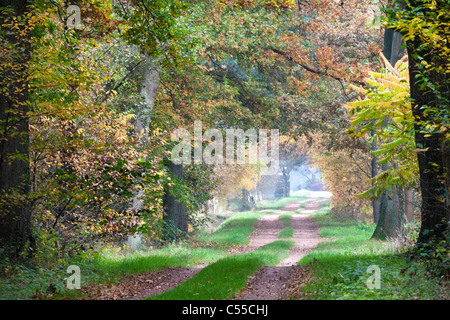 Die Niederlande, Winterswijk, Herbstfärbung, Bäume, Landstraße. Stockfoto