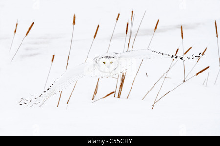 Schnee-Eule (Bubo Scandiacus) im Flug Stockfoto