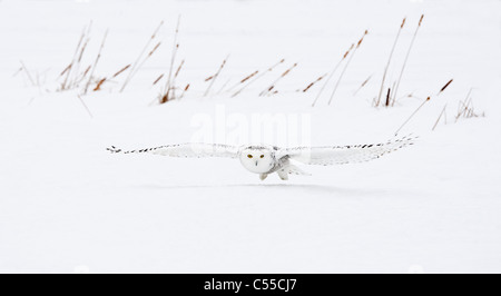 Schnee-Eule (Bubo Scandiacus) im Flug Stockfoto