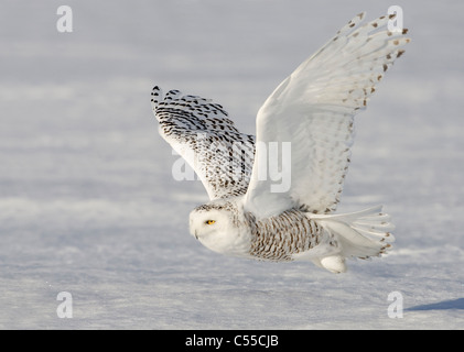 Schnee-Eule (Bubo Scandiacus) im Flug Stockfoto