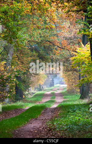 Die Niederlande, Winterswijk, Herbstfärbung, Bäume, Landstraße. Stockfoto