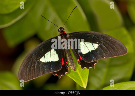 Arcas Cattleheart Schmetterling (Parides Arcas) Stockfoto