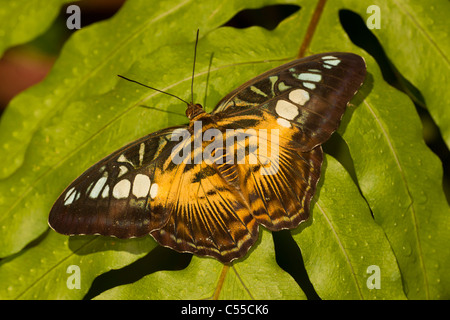 Braun Haarschneider Schmetterling (Parthenos Sylvia) Stockfoto