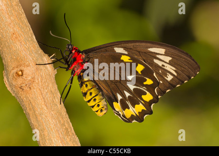 Gemeinsamen grünen Birdwing Schmetterling (Ornithoptera Priamus) Stockfoto