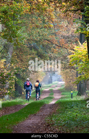 Die Niederlande, Winterswijk, Herbstfärbung, Bäume, Landstraße. Paar, Radfahren. Stockfoto