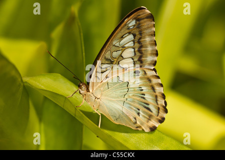 Braun Haarschneider Schmetterling (Parthenos Sylvia) Stockfoto