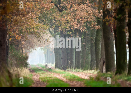 Die Niederlande, Winterswijk, Herbstfärbung, Bäume, Landstraße. Stockfoto