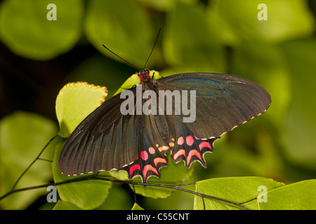 Rosa gefleckten Cattleheart Schmetterling (Parides Photinus) Stockfoto