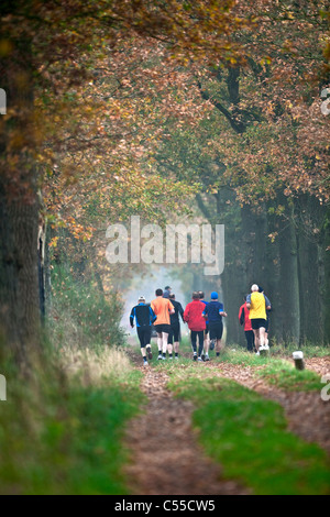 Die Niederlande, Winterswijk, Herbstfärbung, Bäume, Landstraße. Gruppe von Männern, die Joggen. Stockfoto