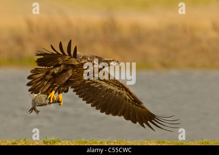 Weißkopf-Seeadler (Haliaeetus Leucocephalus) einen Fisch fangen Stockfoto