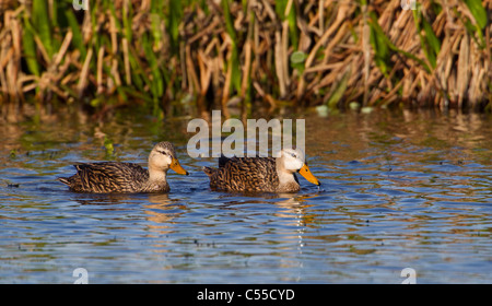 Paar gesprenkelte Enten (Anas Fulvigula) in einem Teich Stockfoto