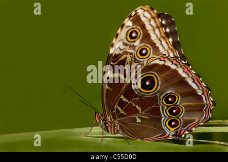 Blue Morpho Schmetterling (Morpho Peleides Limpida) auf einem grünen Blatt Stockfoto