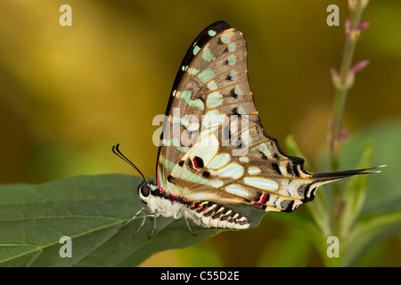 Nahaufnahme eines großen gestreiften Schwertträger (Graphium Antheus) Schmetterlings auf einem grünen Blatt Stockfoto