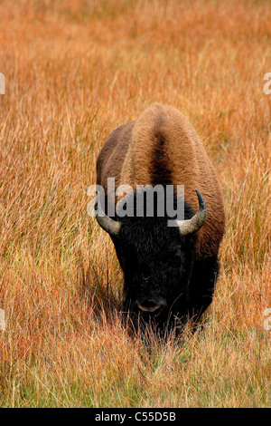 Amerikanische Bisons (Bison Bison) grasen auf der Wiese, Yellowstone-Nationalpark, Wyoming, USA Stockfoto