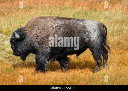 Amerikanische Bisons (Bison Bison) grasen auf der Wiese, Yellowstone-Nationalpark, Wyoming, USA Stockfoto