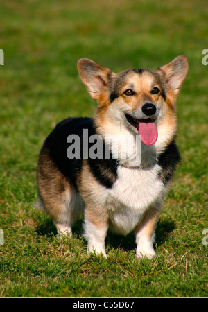 Pembroke Welsh Corgi seine Zunge heraus, San Fernando, Kalifornien, USA Stockfoto