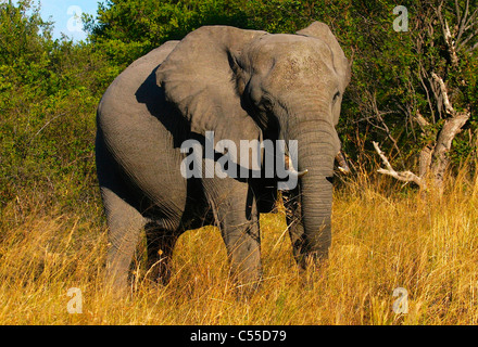Afrikanischer Elefant (Loxodonta Africana) zu Fuß in einem Wald, Botswana Stockfoto