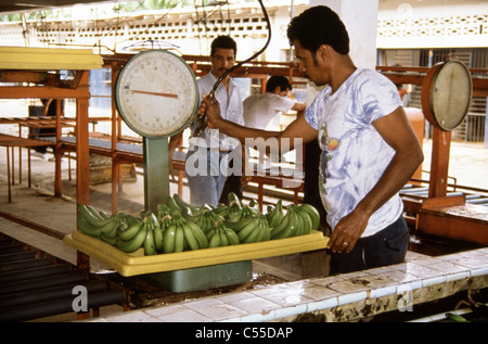 Ecuador, Mann Waschen Bananen auf Bananenplantage Stockfoto