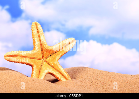 Foto von einen Seestern auf einem sandigen Strand im Sommer. Stockfoto