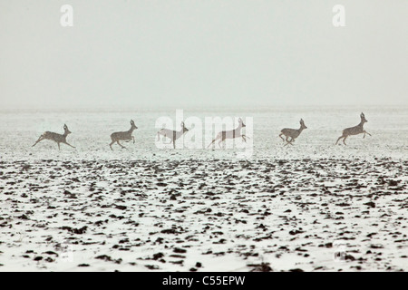 Den Niederlanden, in der Nähe von Warffum, Hirsch oder Reh. Männchen im Schnee laufen. Digitale Komposition. Stockfoto