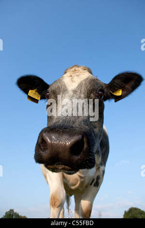 Die Niederlande, Epen, Nahaufnahme Kuh Stockfoto