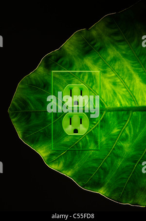 Grüne Pflanze Blatt mit einer Steckdose Stockfoto