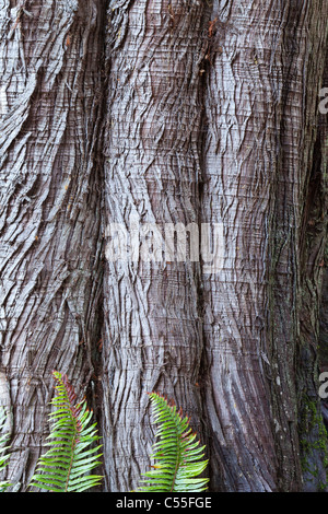 Westliche rote Zeder (Thuja Plicata) Rinde mit Schwert Farne (Polystichum Munitum) auf der Base in Washington State, USA Stockfoto