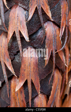 Nahaufnahme eines Kegels Douglasie (Pseudotsuga Menziesii) Stockfoto