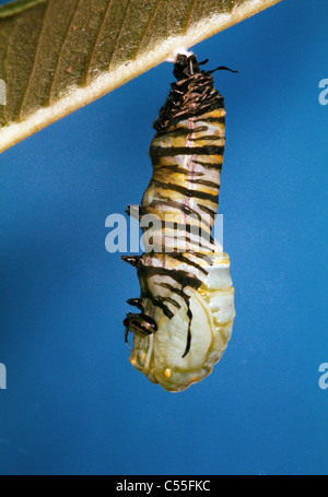 Nahaufnahme einer Raupe Monarchfalter (Danaus Plexippus) Stockfoto