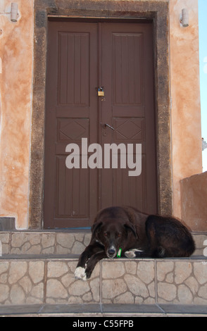 Hund ruht auf Schwellen, Oia, Santorini, Griechenland Stockfoto