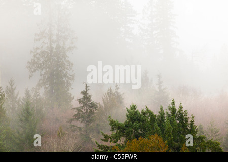 Nebel über einem Wald, Hood Canal, Seabeck, Kitsap County, Washington State, USA Stockfoto