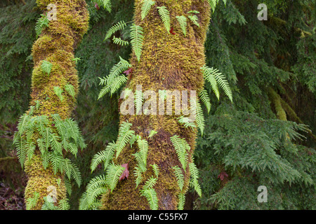 Lakritze Farn (Polypodium Glycyrrhiza) lässt auf Baumstämmen Hemlock Stockfoto