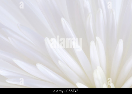 Detail einer Chrysantheme Blume Stockfoto