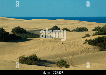 Die Sanddünen von Maspalomas an der Südküste der Insel Gran Canaria, einer der Kanarischen Inseln Spaniens Stockfoto